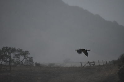 Bird flying over field against sky