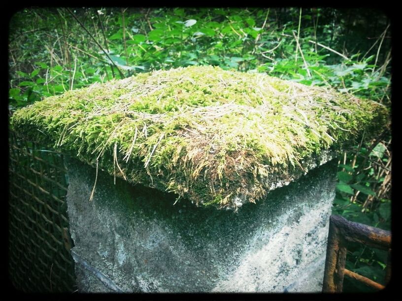 transfer print, auto post production filter, plant, growth, green color, water, nature, close-up, outdoors, day, wood - material, no people, leaf, high angle view, tree, beauty in nature, sunlight, moss, tranquility, rock - object