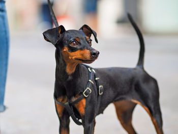 Alert miniature pinscher standing on street