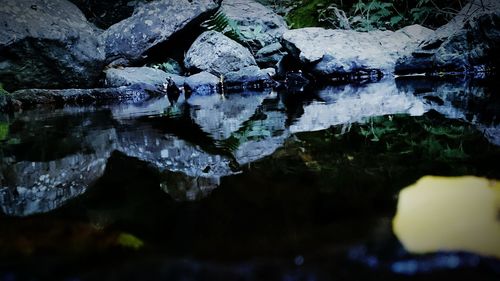 Reflection of trees in water