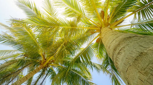 Low angle view of palm tree against sky