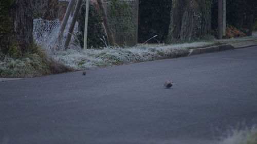 Bird on road by trees
