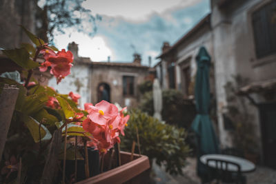 Close-up of yellow flowering plant