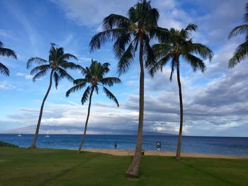 Palm trees on beach against the sky