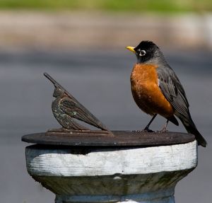 Close-up of bird perching on wood