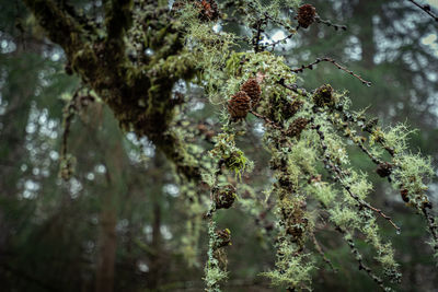 Low angle view of lichen on tree in forest