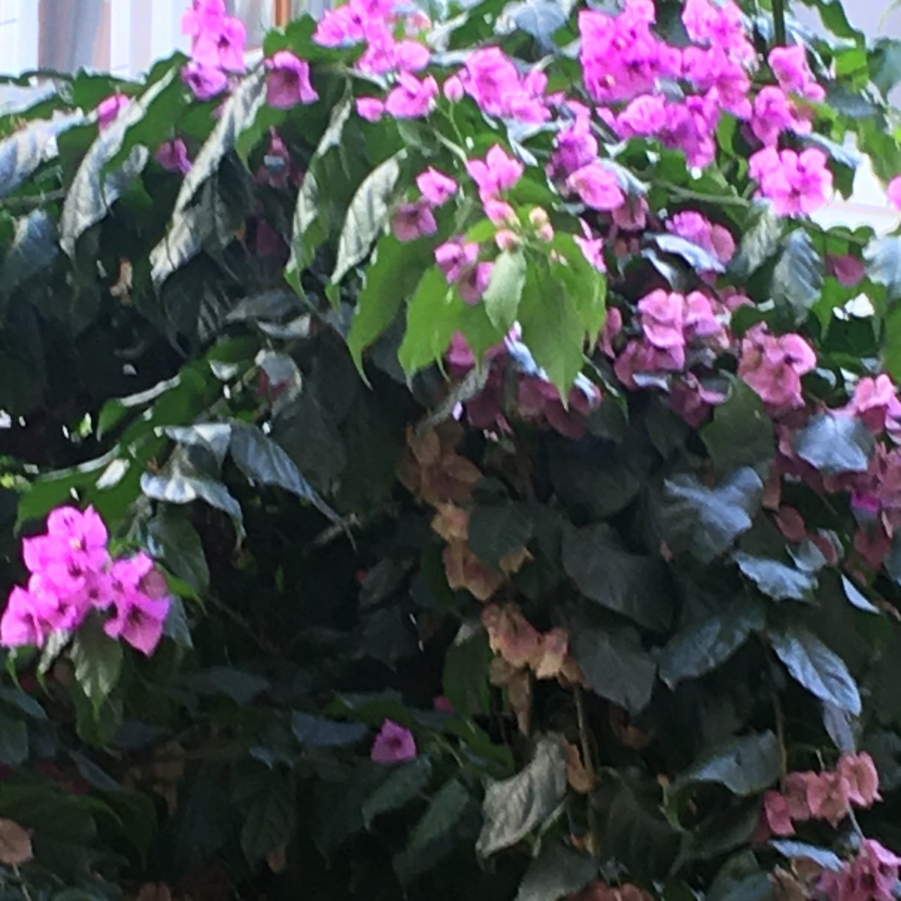 CLOSE-UP OF PINK FLOWERS ON PLANT