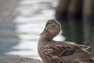 Close-up of duck