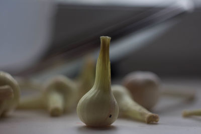 Close-up of garlic on table
