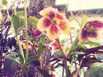 Close-up of flowers