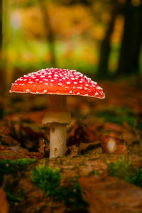 Close-up of fly agaric mushroom growing on field