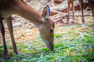 Deer grazing in a field