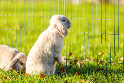 View of bunny looking away on land