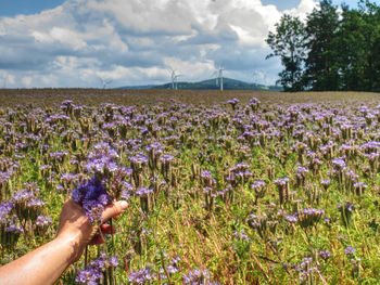 Detail of purple tansy flower in female hand in field. wind turbine generators in background.