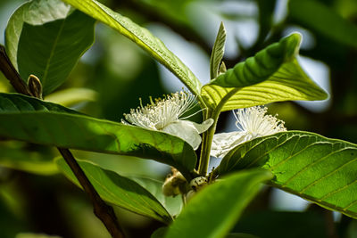 This is the close-up shot of the guava flower in the daytime in a winter morning in india.