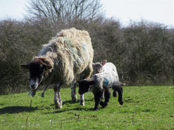 Sheep grazing on field against sky