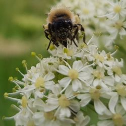 Close-up of bee on white flowers