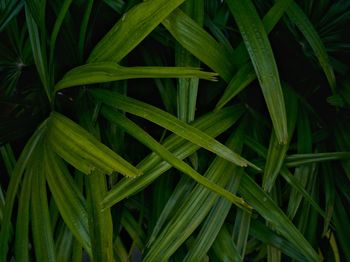 High angle view of wet plants