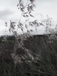 Close-up of dried plant on field against sky