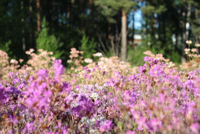 Close-up of pink flowering plants on field