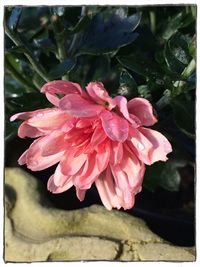 Close-up of pink flowers