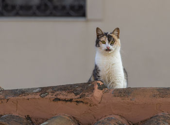 Close-up of cat