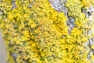 Close-up of lichen growing on rock