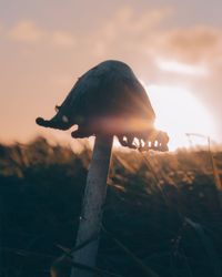 Close-up of bird perching on a land