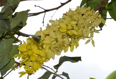 Low angle view of flowers on tree