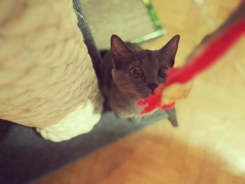 Close-up portrait of cat sitting