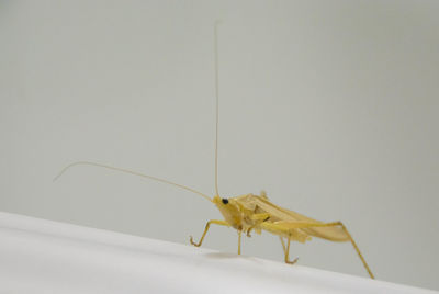 Close-up of insect on white wall