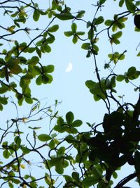 Low angle view of tree against sky