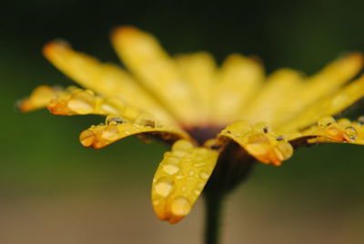 Close-up of yellow flowering plant
