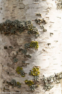 Full frame shot of lizard on tree trunk