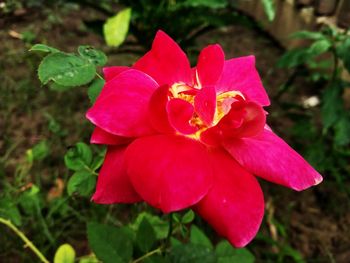 Close-up of pink rose flower