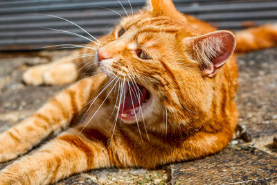 Close-up of a cat lying down