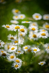 Close-up of white daisy flowers