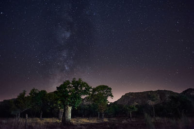 Low angle view of trees against sky at night