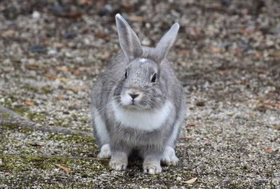 Rabbit on field