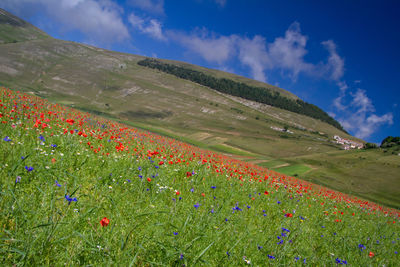 Scenic view of grassy field against cloudy sky