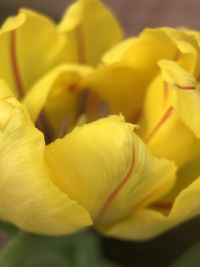 Close-up of yellow rose