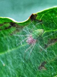 Close-up of spider on leaf