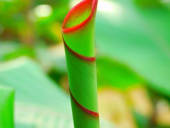 Close-up of green leaf