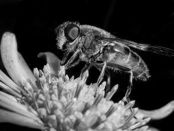 Close-up of insect on flower