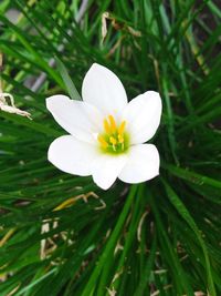 Close-up of white flower