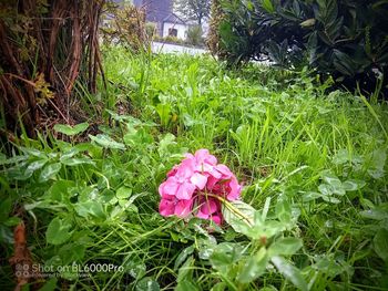 plant