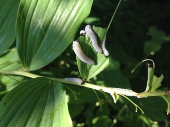 Close-up of insect on plant