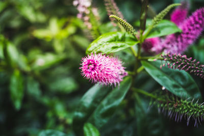 Close-up of pink flowering plant