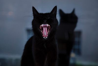 Close-up of cat yawning