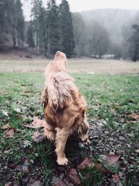 View of a cocker spaniel dog on field